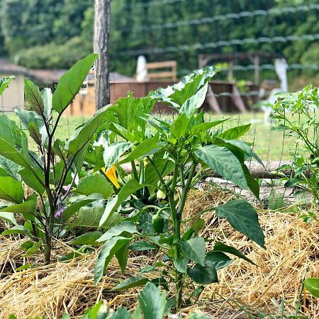 Casa Rural Can Miquel - En Pleno Bosque Y Cerca De La Playa - Increibles Rutas Btt Santa Coloma De Farners Ngoại thất bức ảnh