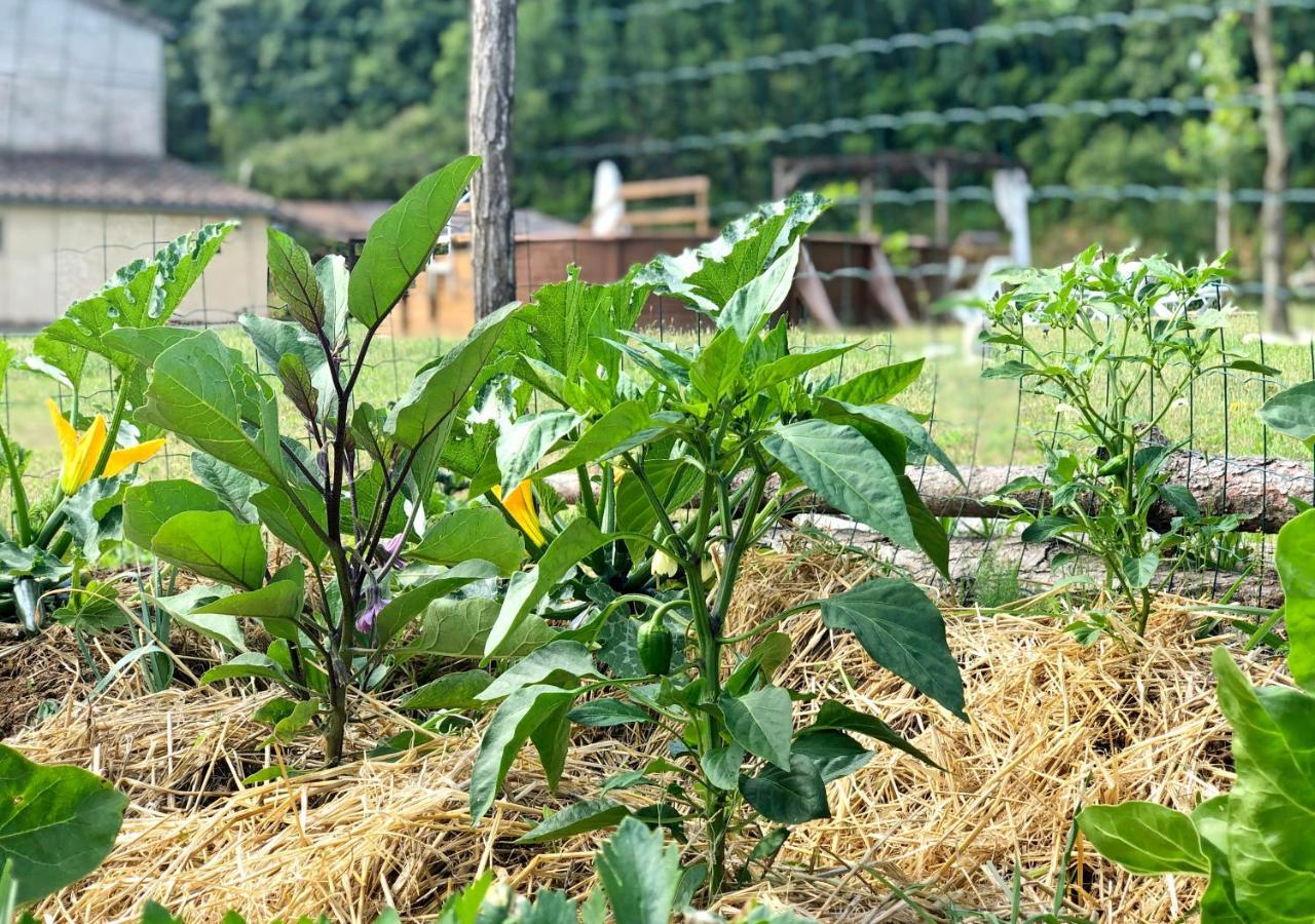 Casa Rural Can Miquel - En Pleno Bosque Y Cerca De La Playa - Increibles Rutas Btt Santa Coloma De Farners Ngoại thất bức ảnh